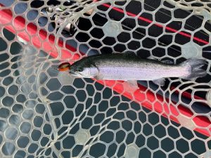 芦ノ湖釣行2日目🎣