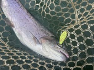 春のエリアトラウト釣行🎣