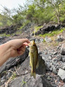 精進湖ブラックバス出てます✨