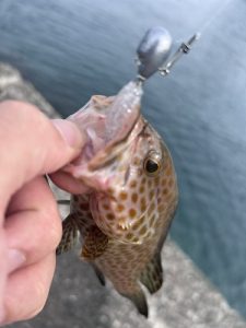 大丈夫、魚は居るヨ。