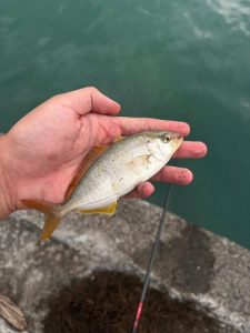 沼津の海が好きで・・・🐟