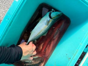 Kira Kiraな時間・・・🎣