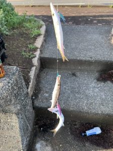 カマス釣るならやっぱりコレ‼🎣