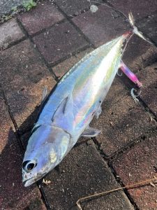 あの釣果を超えて・・・‼