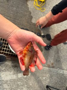 あれよと言う間に飲み込まれ・・・🎣