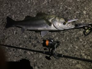 青森市内の釣果。