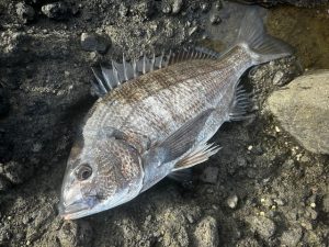 磯フカセ釣りとお客様情報