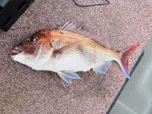テンヤマダイ　釣果
