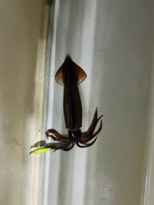 イカメタル釣果！