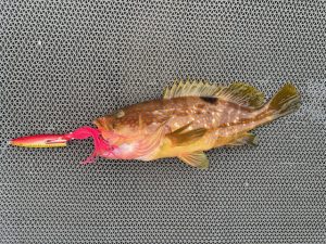 根魚ジギング釣果！