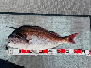 三厩　テンヤマダイ　釣果！
