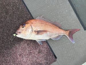 テンヤマダイ 釣果