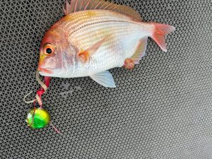 真鯛とアオリイカ釣果