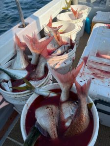 青森テンヤマダイ釣果