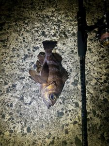 本日より始まりました！