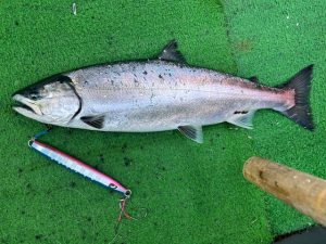 下北サクラマスジギング釣果