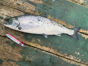 下北サクラマスジギング釣果