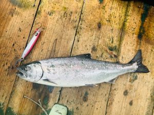 下北サクラマスジギング釣果