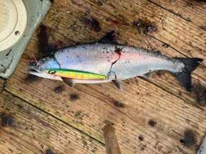 サクラマスジギング　釣果