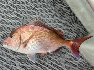 三厩発真鯛釣り釣果！