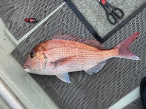 三厩発真鯛釣り釣果