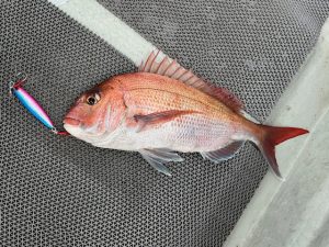 青森真鯛釣り釣果