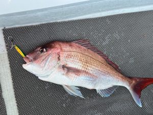 青森真鯛釣り　釣果