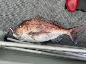 青森マダイ釣果