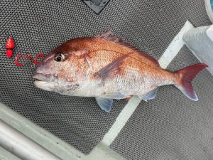 青森マダイ釣果　ツヌケ達成♪