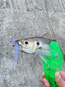 アジング釣果情報～