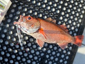 アカムツジギング　釣果