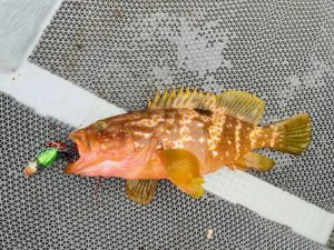 真鯛釣り釣果