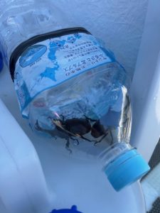 マグロキャスティング