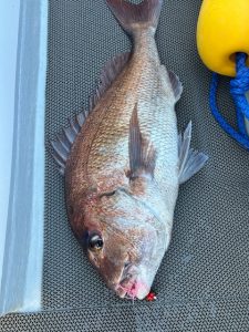 三厩から真鯛釣り　釣果