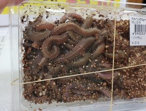 活き餌始めました♪