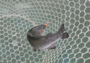 サブロー池リニューアルオープン！