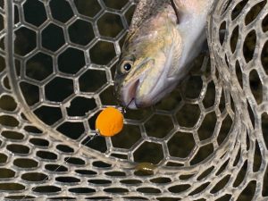 やっぱり放流は釣れる！