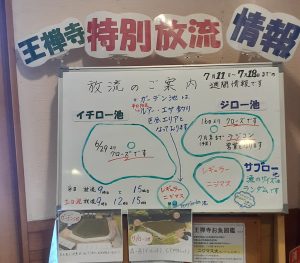 ７/11～7/18週間放流情報
