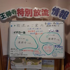 9/20~9/26 週間放流情報