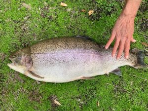 特大過ぎる甲斐サーモン！