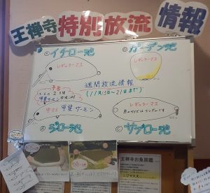 11/15~11/21 週間放流情報