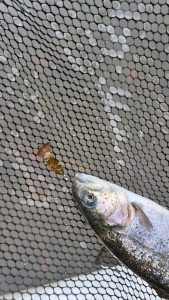 フィッシュオン王禅寺絶好調！