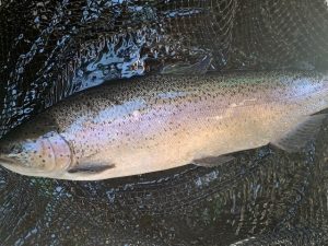 超高級魚、王禅寺初登場！