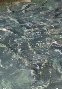 王禅寺放流！！！