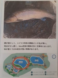 BP王禅寺で美味なる鱒を釣ろう❣