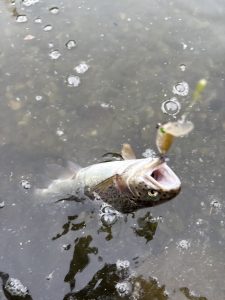 難しい、、、けど釣れる！！