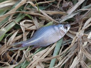 静岡野池　たなご釣果情報♪