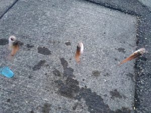 ☆焼津港　豆アジ釣行☆