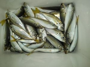 ☆今週の豆アジ　トリック釣行☆　