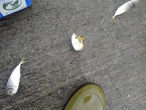 ☆焼津港トリックサビキ☆